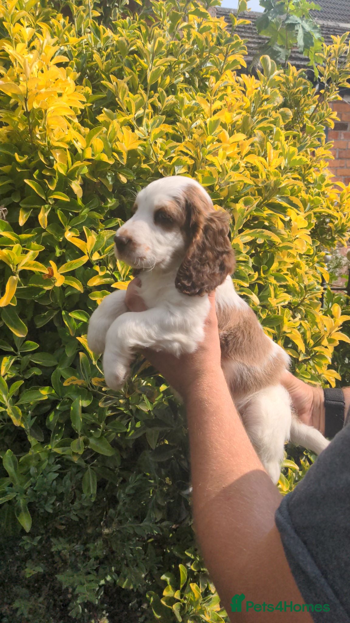 Cockapoo dogs Stunning Cockapoo puppies available this week - Advert 2
