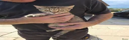 Mixed Breed cats for sale: Mixed breed kittens - Advert 1