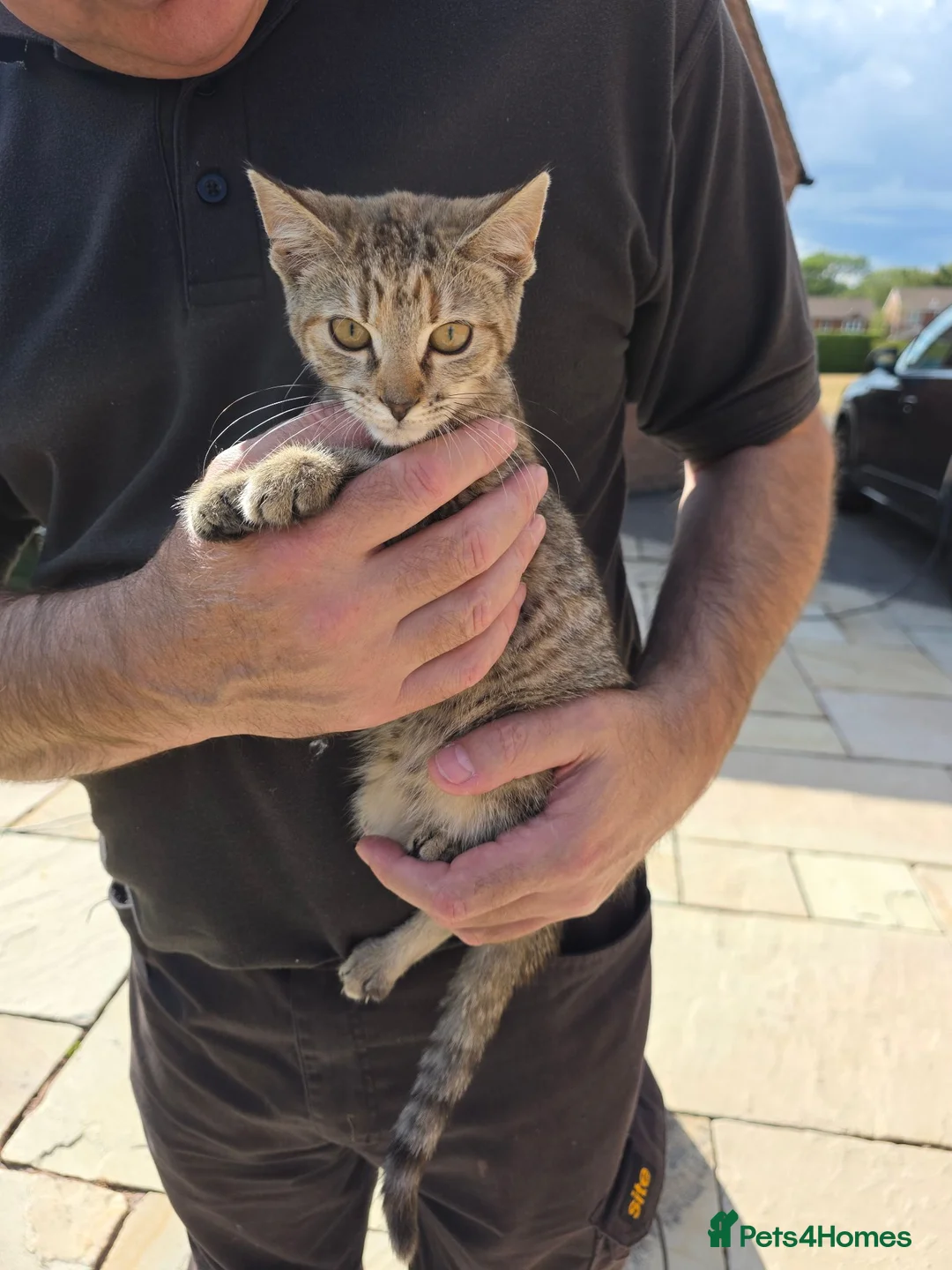 Mixed Breed cats for sale: Mixed breed kittens - Advert 1