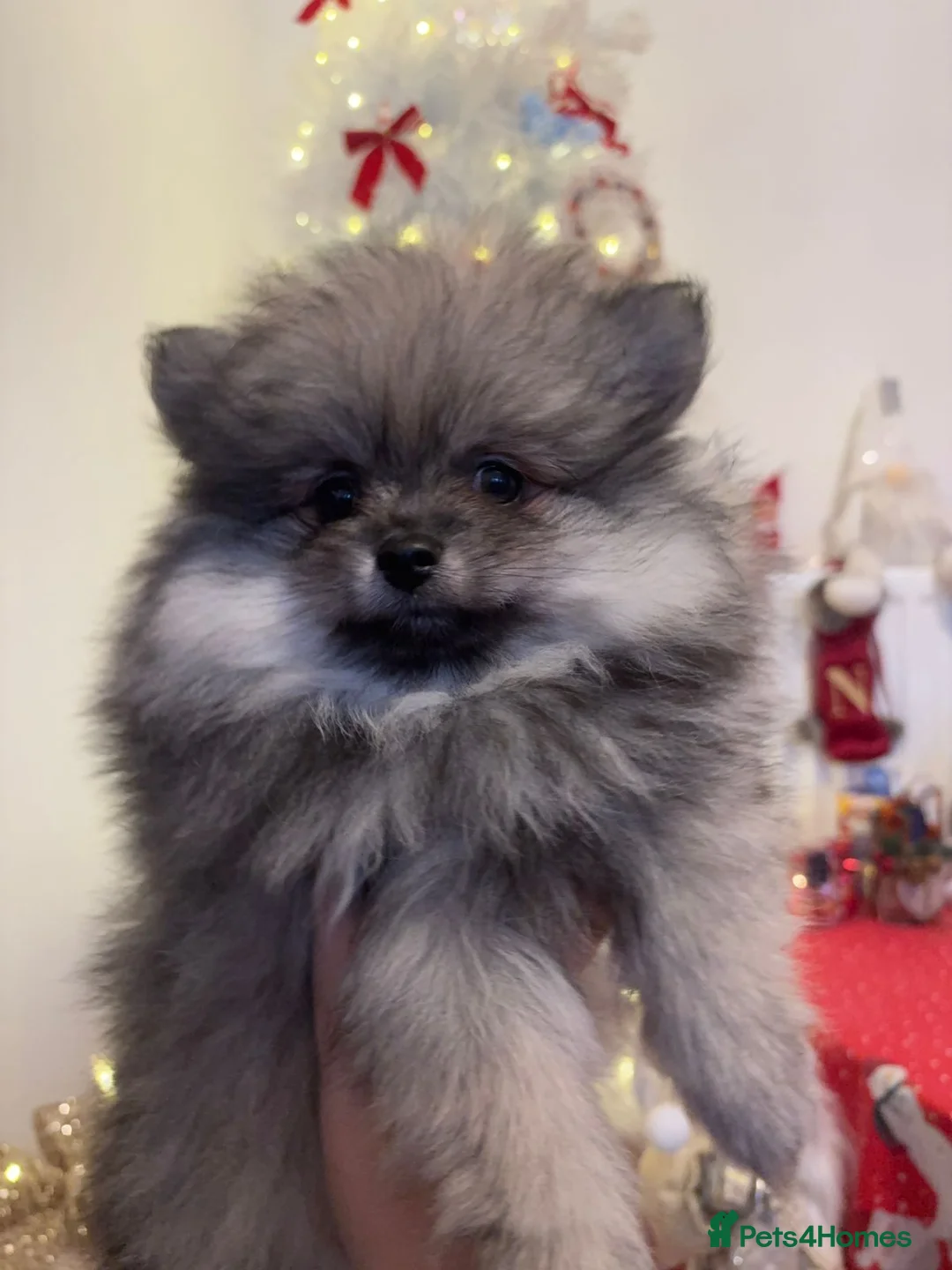 Pomeranian dogs for sale: Pomeranian Spitz. - Advert 2