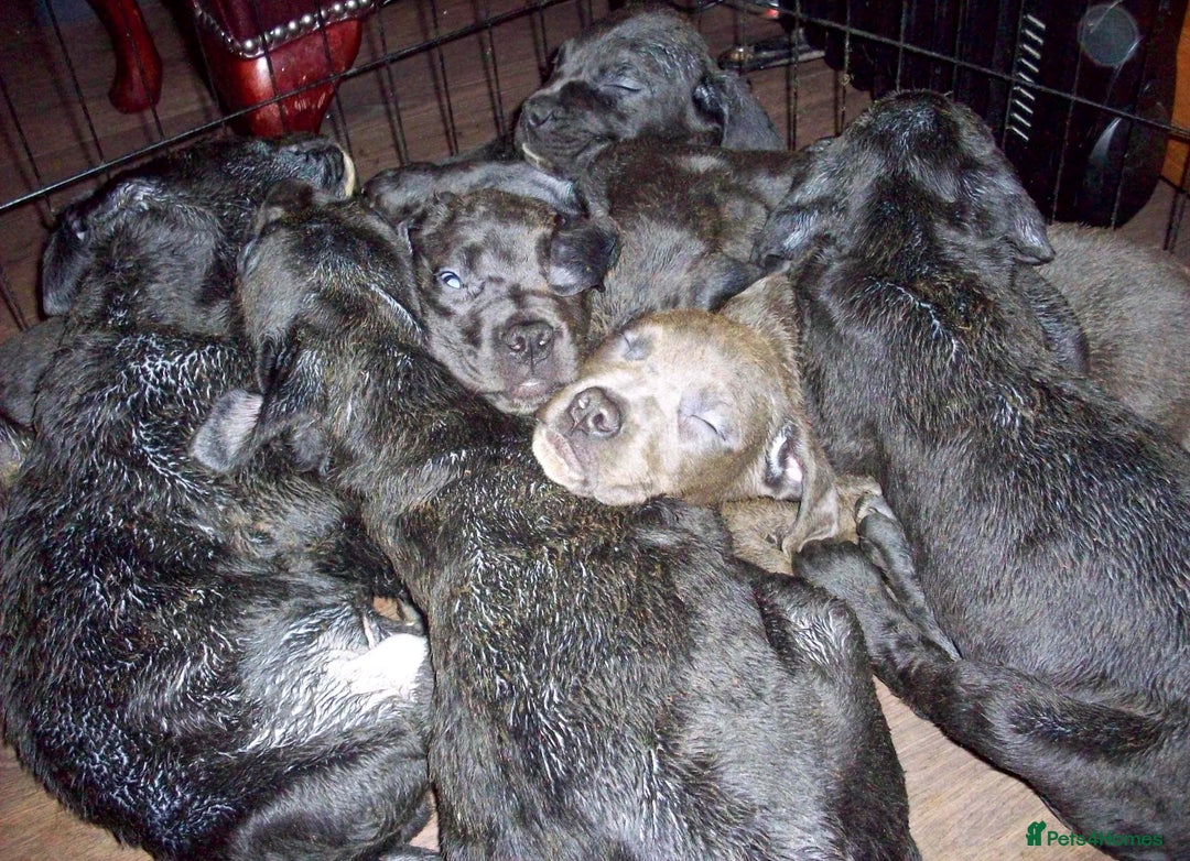 Cane Corso dogs for sale: Beautiful Cane Corso puppies for sale. - Advert 14