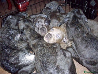 Cane Corso dogs Beautiful Cane Corso puppies for sale. - Advert 10