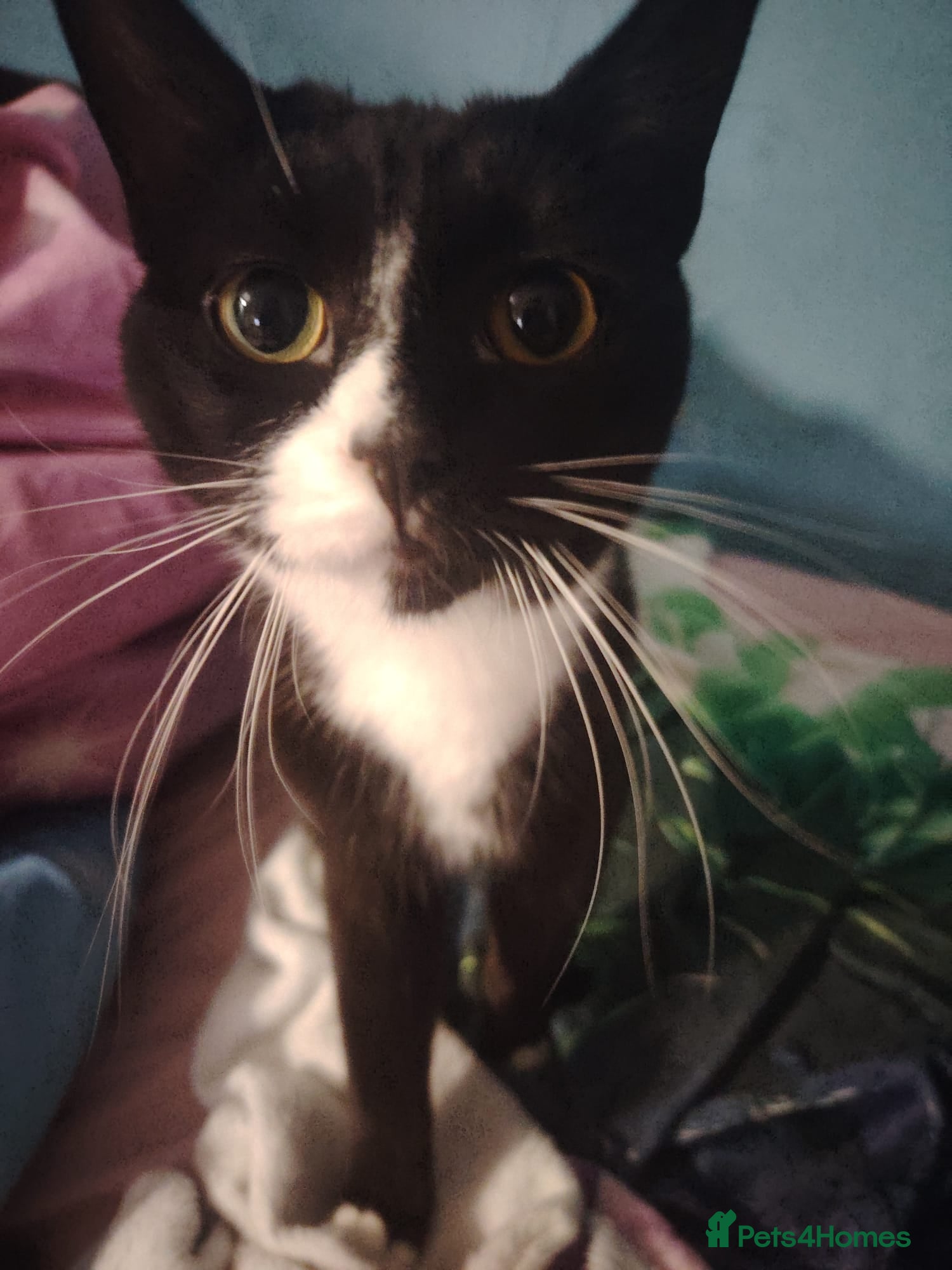 Mixed Breed cats 10 month old female cat - Advert 12