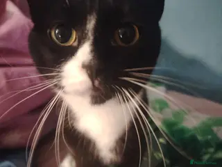 Mixed Breed cats 10 month old female cat - Advert 17