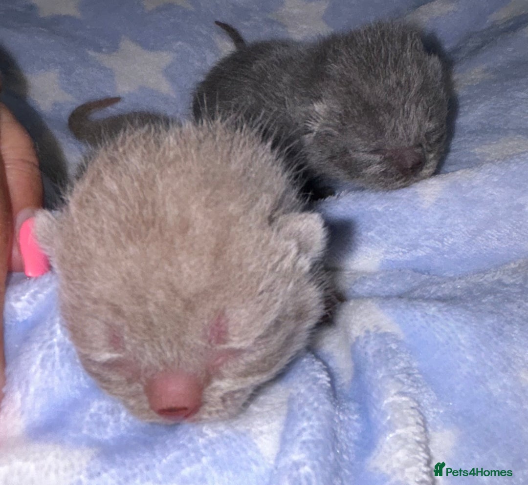 British Shorthair cats for sale: Pedigree kittens lilac boy blue girl  - Image 3