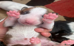 English Bull Terrier dogs for sale: English bull terrier puppy’s  - Image 8