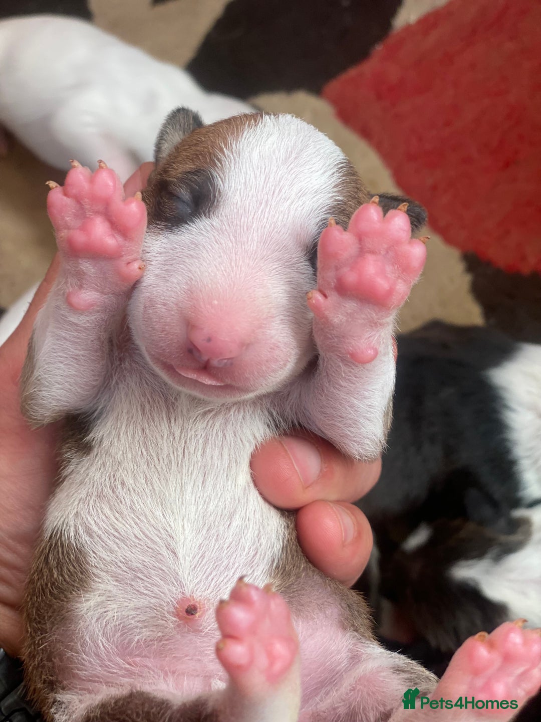 English Bull Terrier dogs for sale: English bull terrier puppy’s  - Image 8