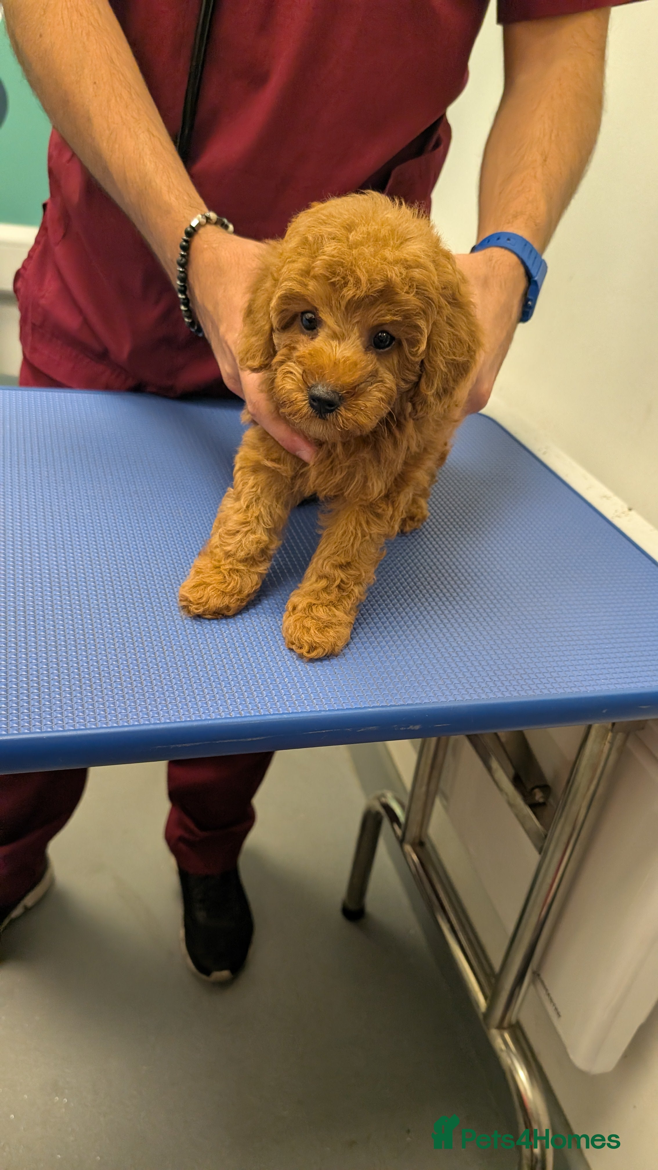 Cavapoo dogs Premium F1B Cavapoos (Puppy Culture/ENS) - Advert 2