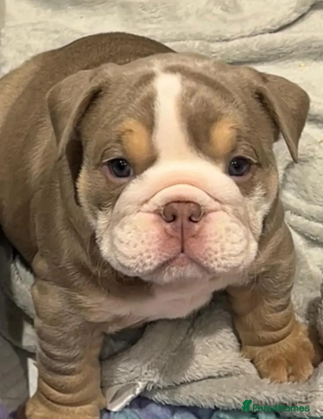 English Bulldog dogs for sale: Adoreable English bulldogs in Torquay - Advert 2
