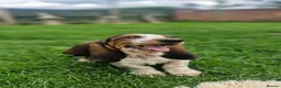 Basset Hound dogs for sale: Beautiful Basset Hounds Ready now - Advert 17