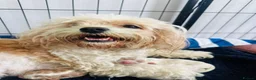 Cavachon dogs for sale: Beautiful cavachon puppies  - Advert 7