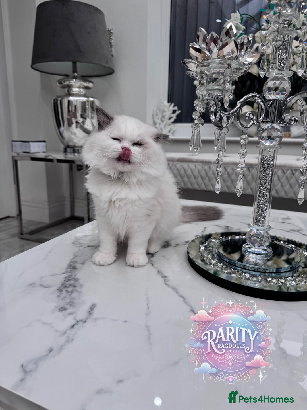 Ragdoll cats for sale: Ragdolls kittens from Chinese bloodline  - Image 10