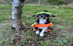 Border Collie dogs for sale: Border Collie Pup Dahlia  - Image 3