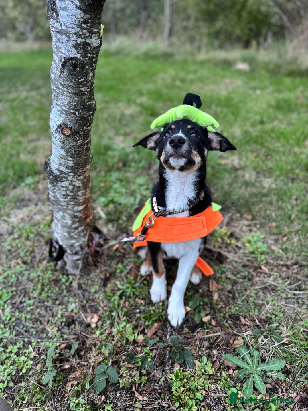 Border Collie dogs for sale: Border Collie Pup Dahlia  - Image 3