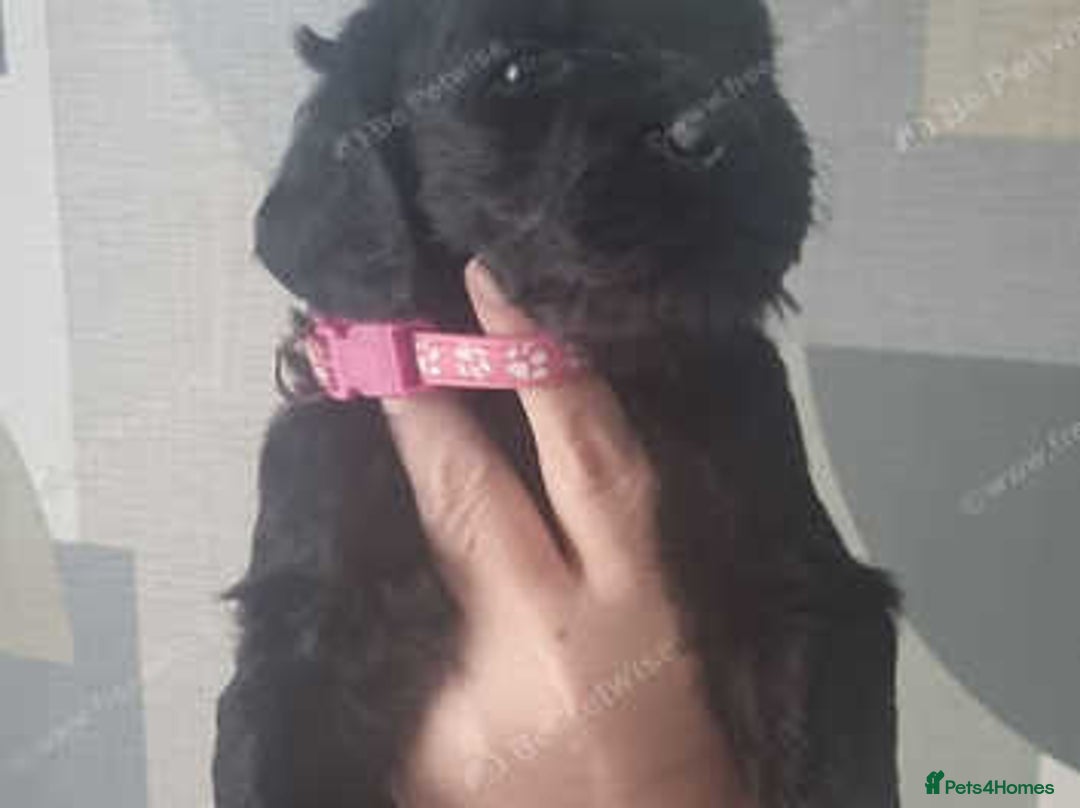 Goldendoodle dogs for sale: 🐾READY TO LEAVE🐾Standard goldendoodle - Image 9