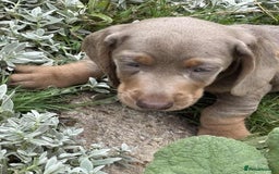 Dachshund dogs for sale: Mini dushounds - Image 4