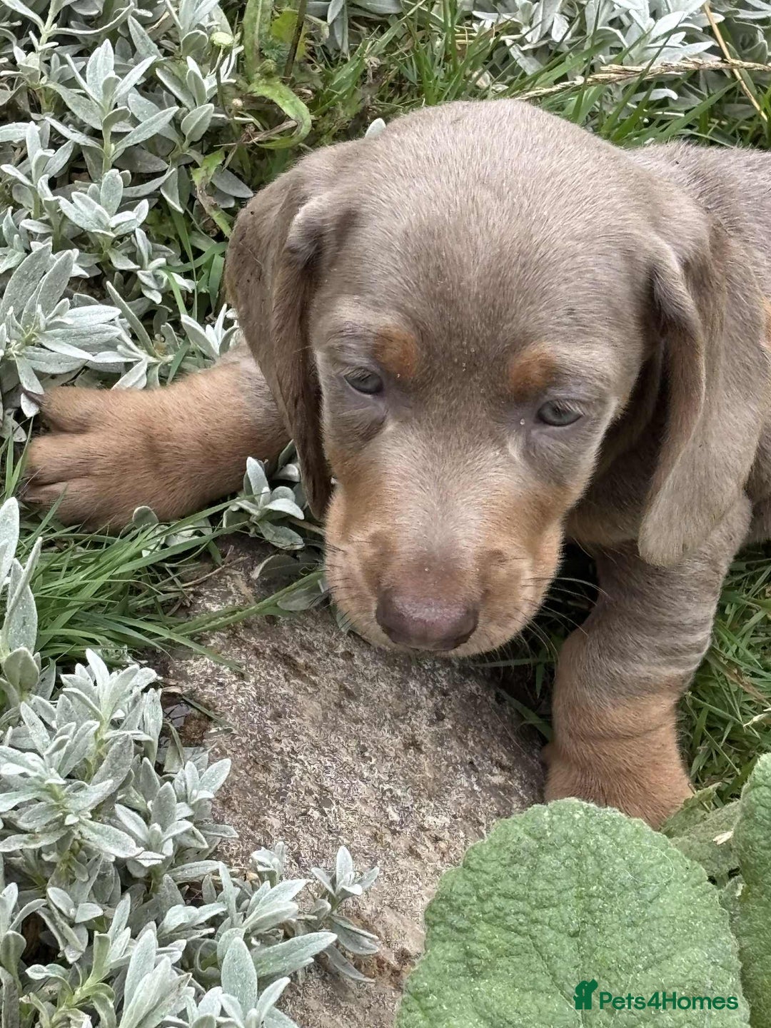 Dachshund dogs for sale: Mini dushounds - Image 4