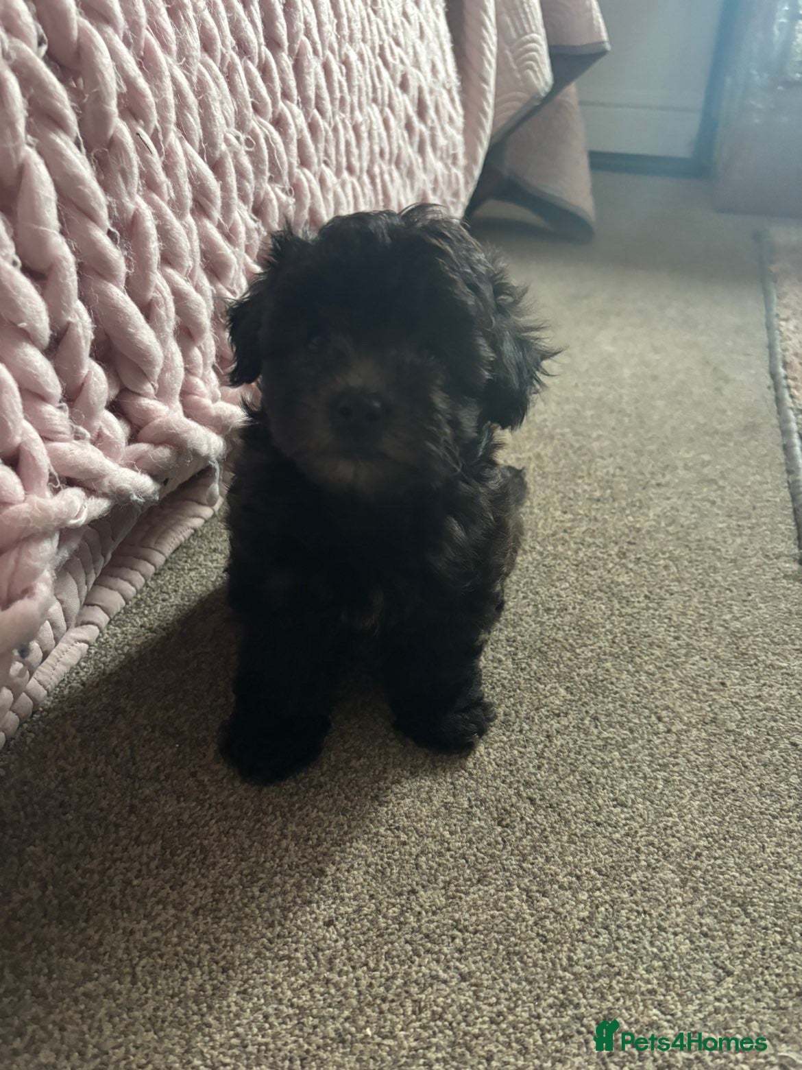 Pomapoo dogs Last one, Beautiful pomapoo puppy ready Thursday - Advert 2