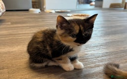 Persian cats for sale: Persian Kittens  - Image 40