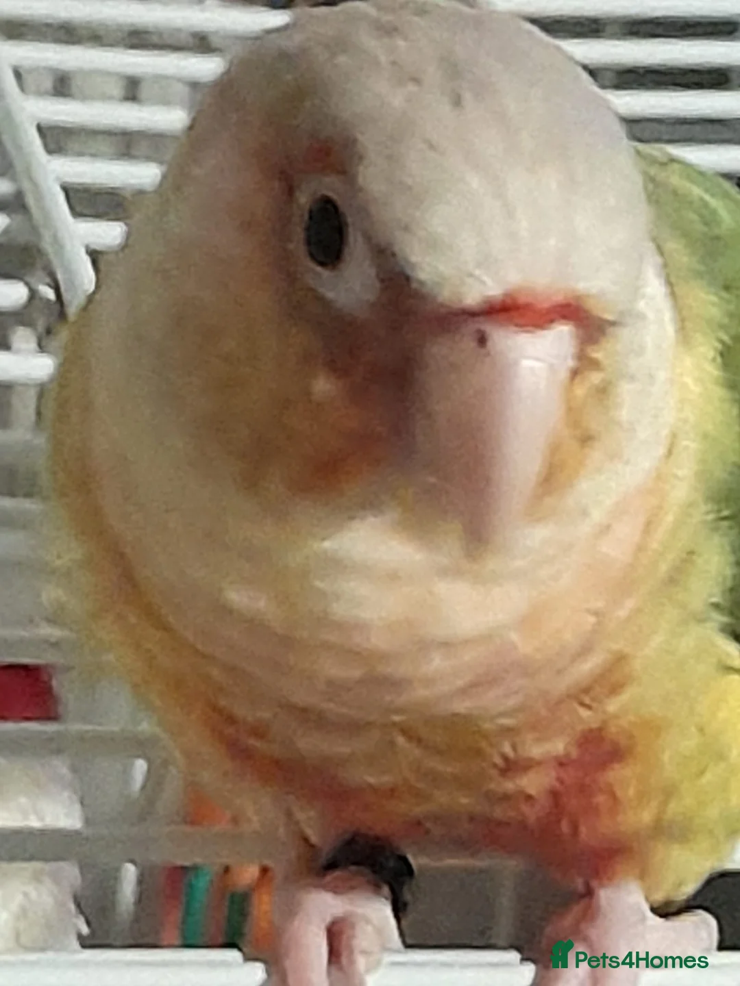 Conures birds for sale: Hand tame Green Cheek Conure in Kings Lynn - Advert 2