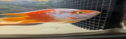 Cichlids fish for sale: KING KONG PARROT FISH AND FLOWERHOWN CICHLIDS - Advert 3