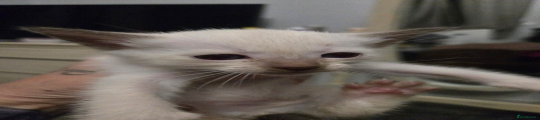 Siamese Kitten 3
