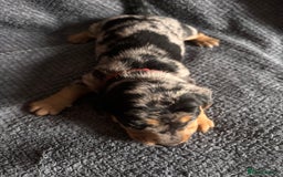 Mixed Breed dogs for sale: 5 gorgeous silver dapple dachshund cross puppies  - Image 2