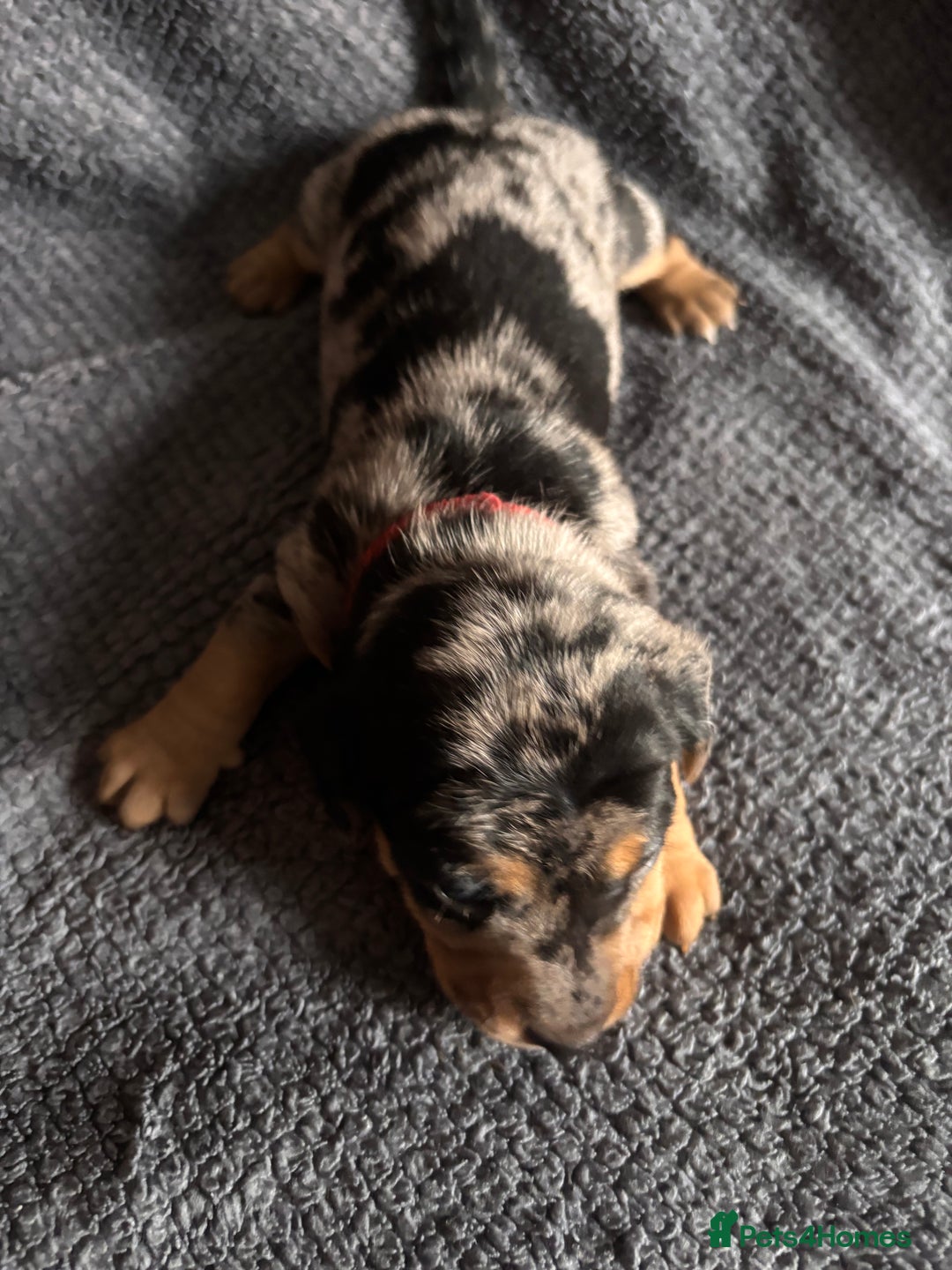 Mixed Breed dogs for sale: 5 gorgeous silver dapple dachshund cross puppies  - Image 2