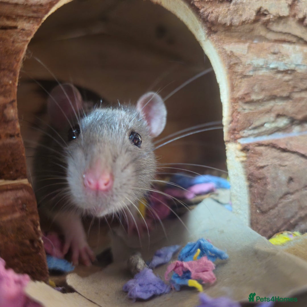 Rat rodents for sale: 4 male rats  - Image 7