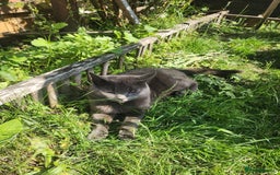 Mixed Breed cats for sale: British Shorthair mixed - Image 7
