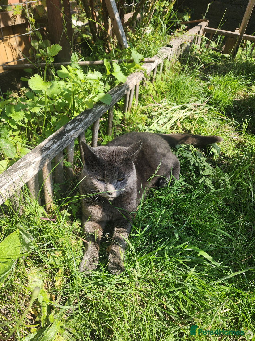 Mixed Breed cats for sale: British Shorthair mixed - Image 7