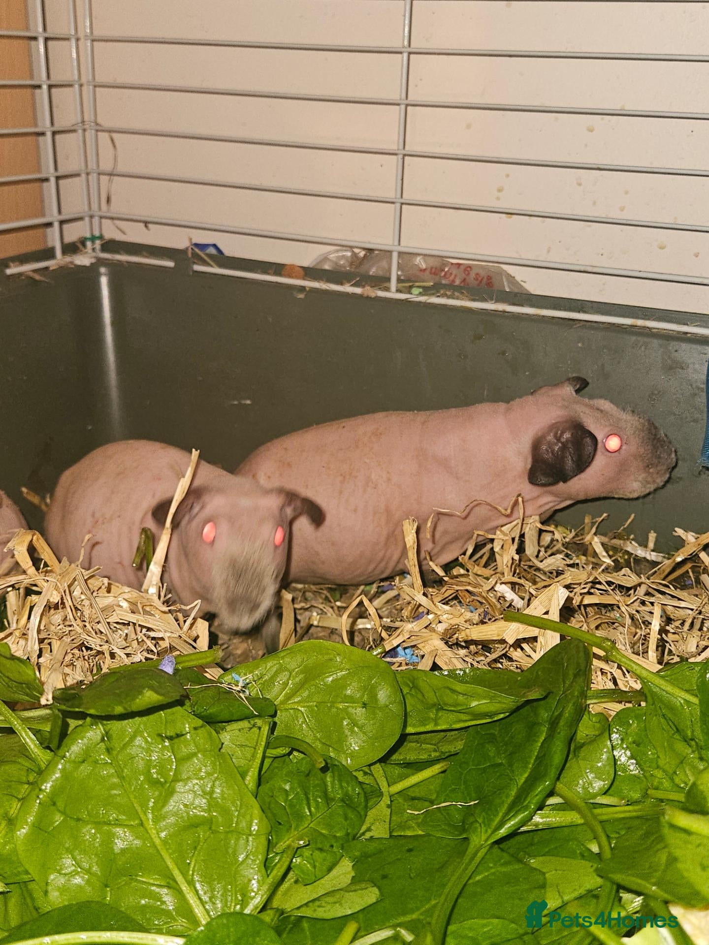 Guinea Pig rodents for sale: 5 male skinny pig boars 2 sows - Advert 10