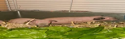 Guinea Pig rodents for sale: 4 male skinny pig boars - Advert 2