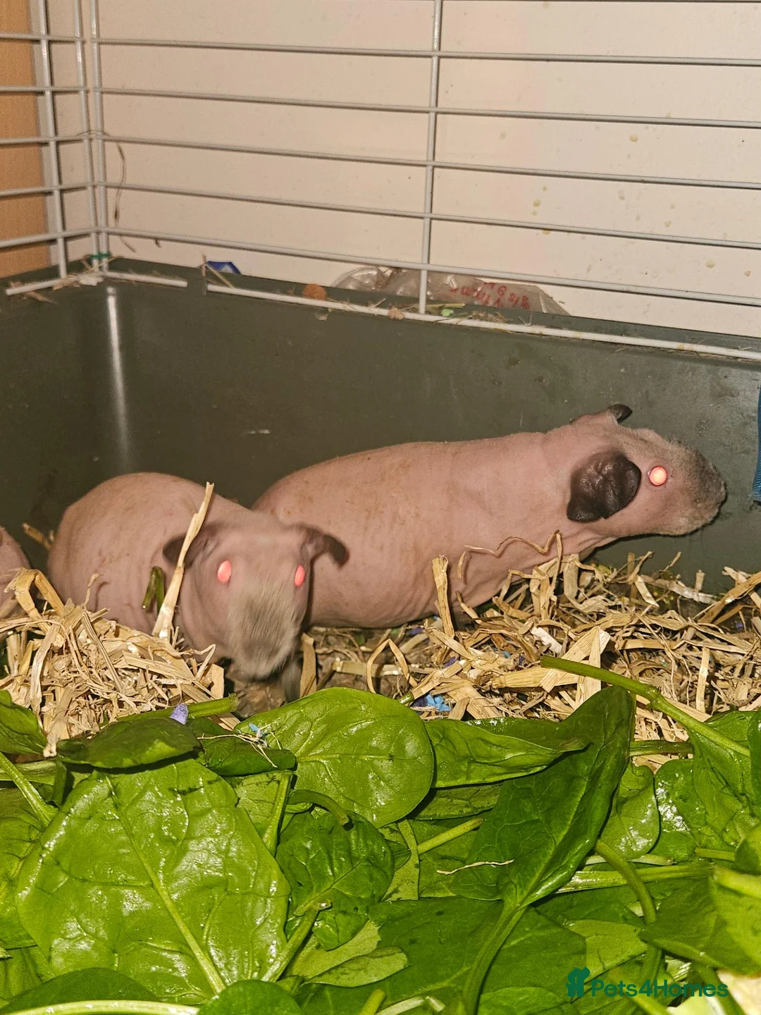Guinea Pig rodents for sale: 4 male skinny pig boars - Advert 2