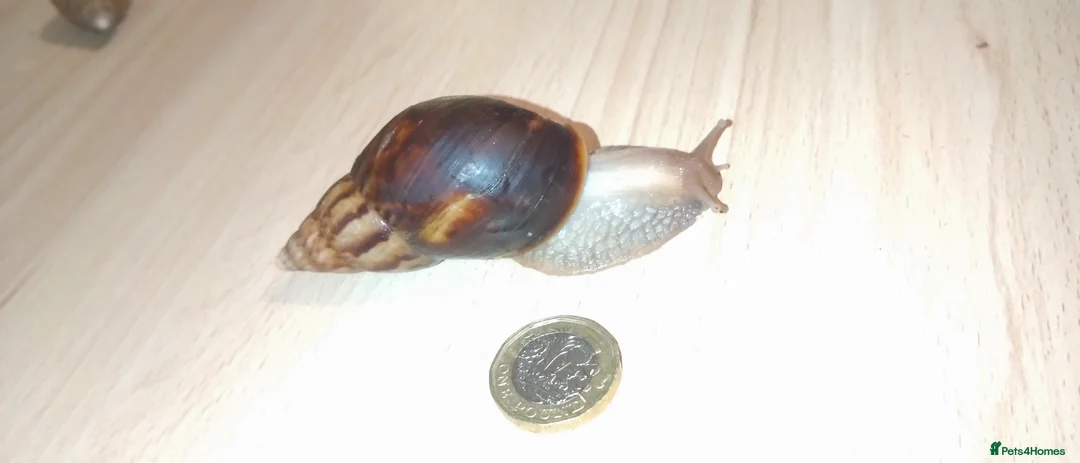 Snails invertebrates for sale: Giant African land snails in Letchworth Garden City - Advert 2