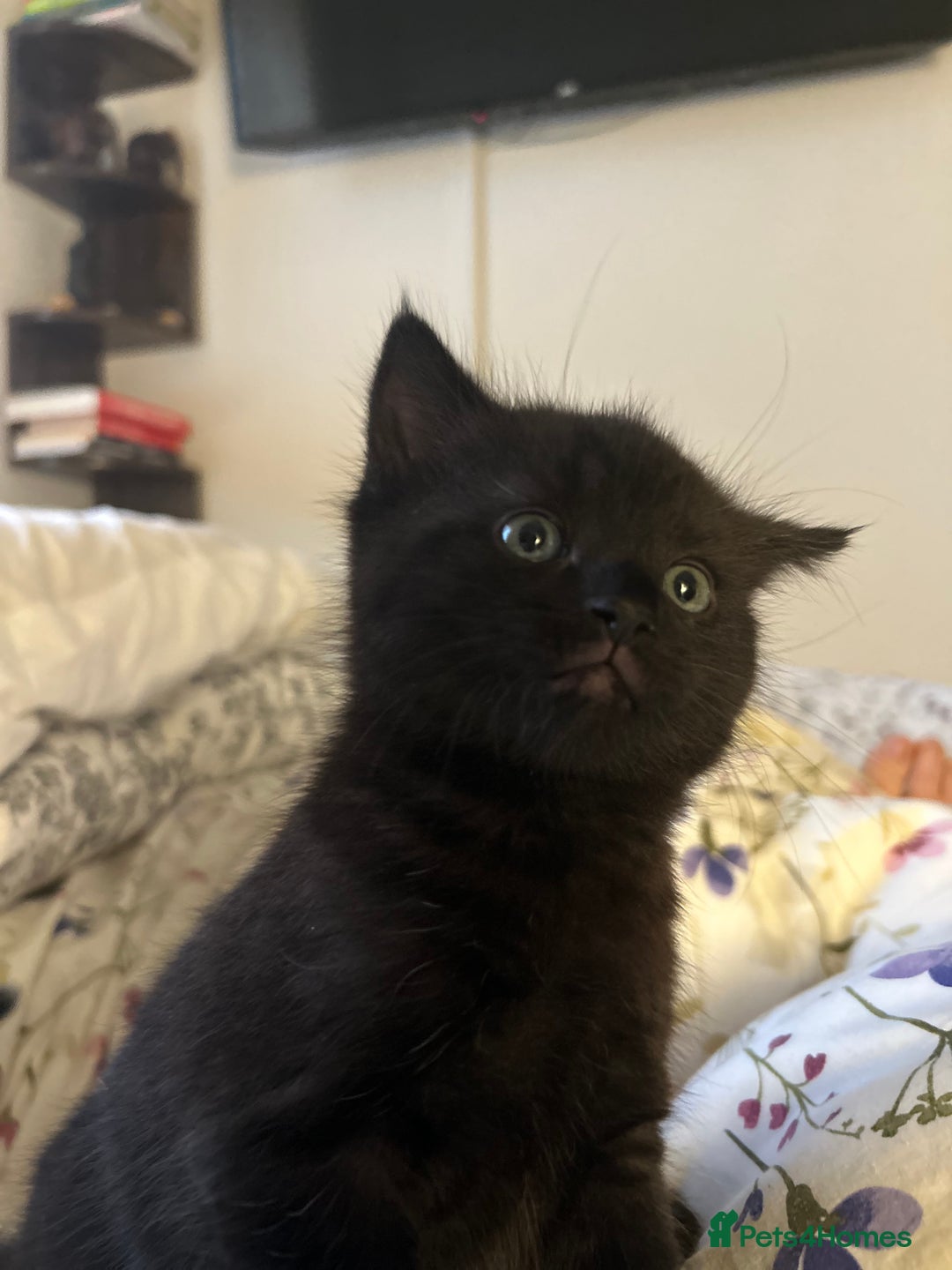 Mixed Breed cats for sale: Purr- fectly Adorable Kittens for loving homes - Advert 9