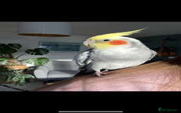 Cockatiels birds for sale: Sweet 10 year old cockatiel rehoming. - Advert 2