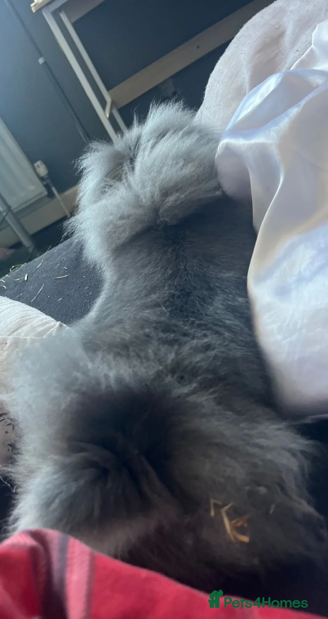 Lionhead rabbits for sale: Minilop x lionhead , spayed female , approx 3yrs. in Wednesbury - Advert 2