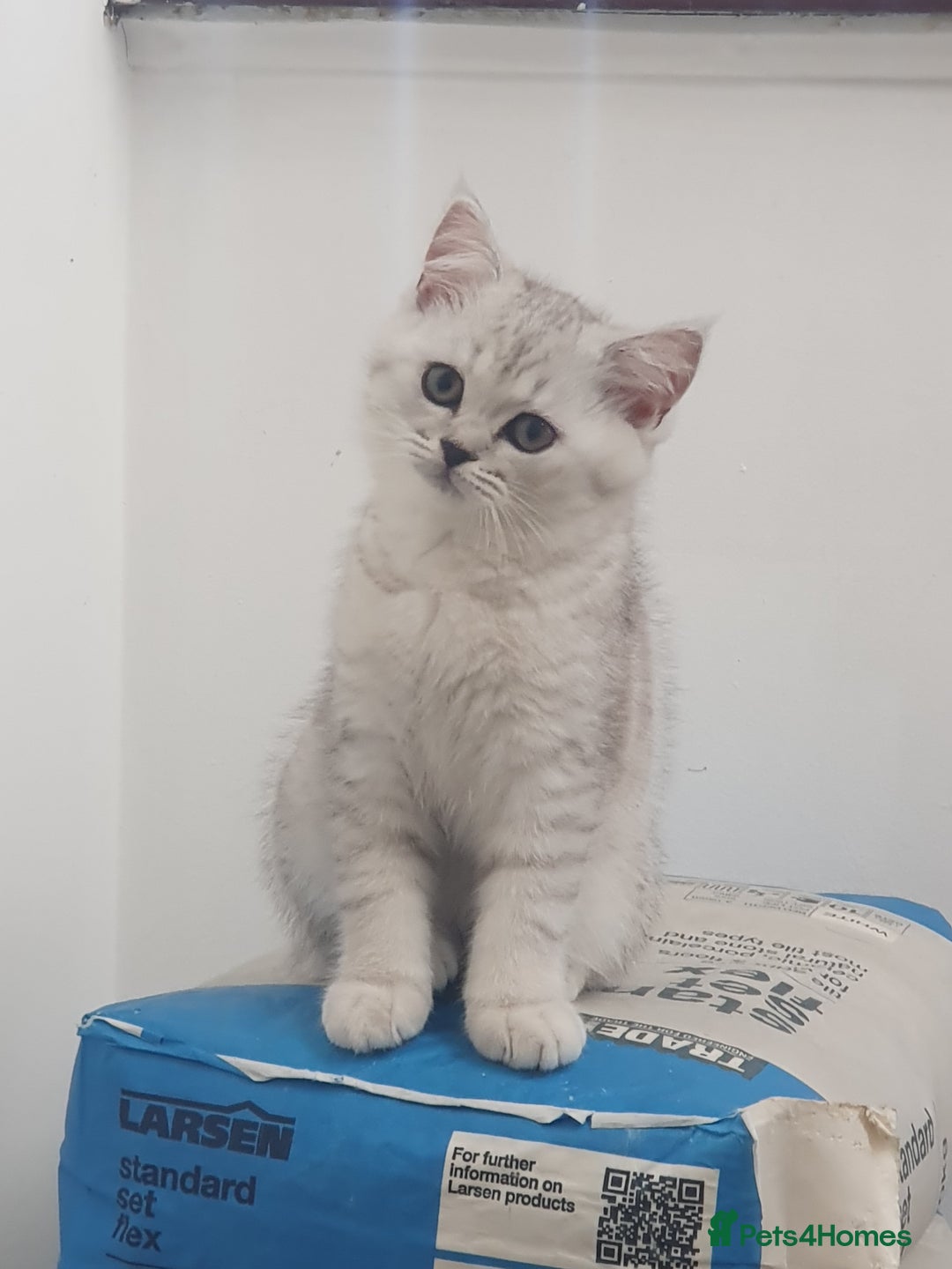 British Shorthair cats for sale: 2 British short hair & 1 long haired kittens - Image 18