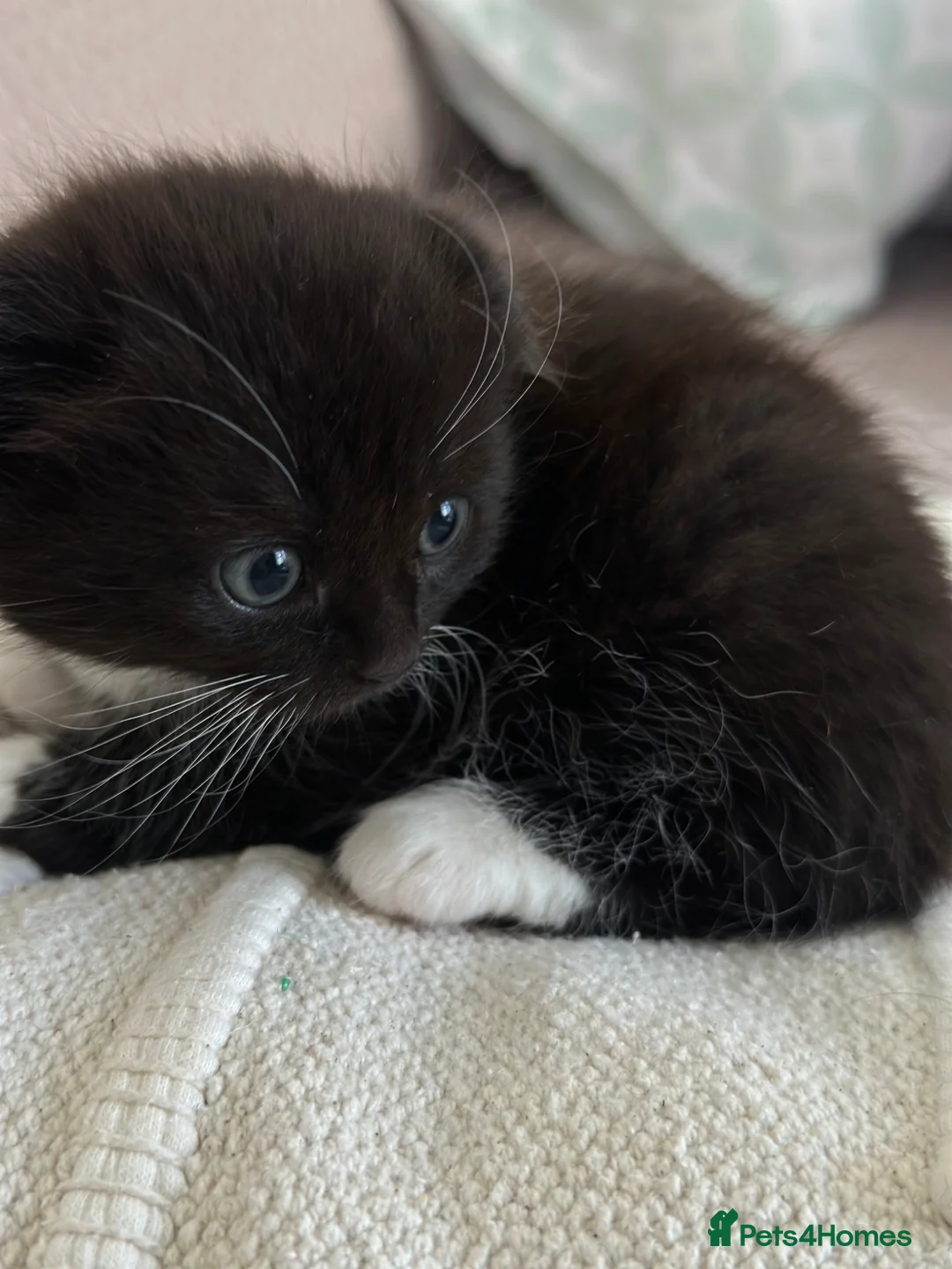 Mixed Breed cats for sale: Kittens - Advert 10