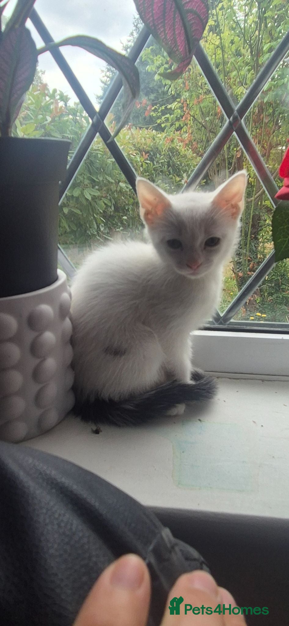 Mixed Breed cats Beautiful kittens - Advert 3