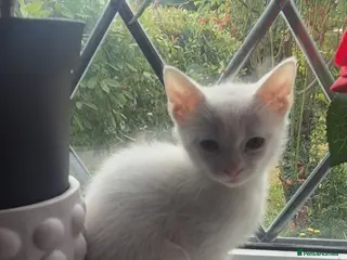 Mixed Breed cats Beautiful kittens - Advert 3