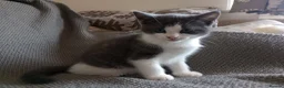 Ragdoll cats for sale: Adorable Chinchilla Persian x Ragdoll kittens - Advert 13