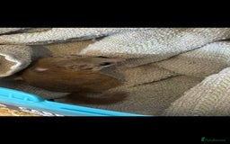 Mouse rodents for sale: African pygmy dormice  - Image 1