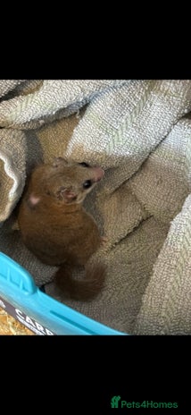 Mouse rodents - Advert 3