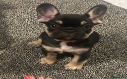 French Bulldog dogs for sale: French bulldog puppies  - Image 10