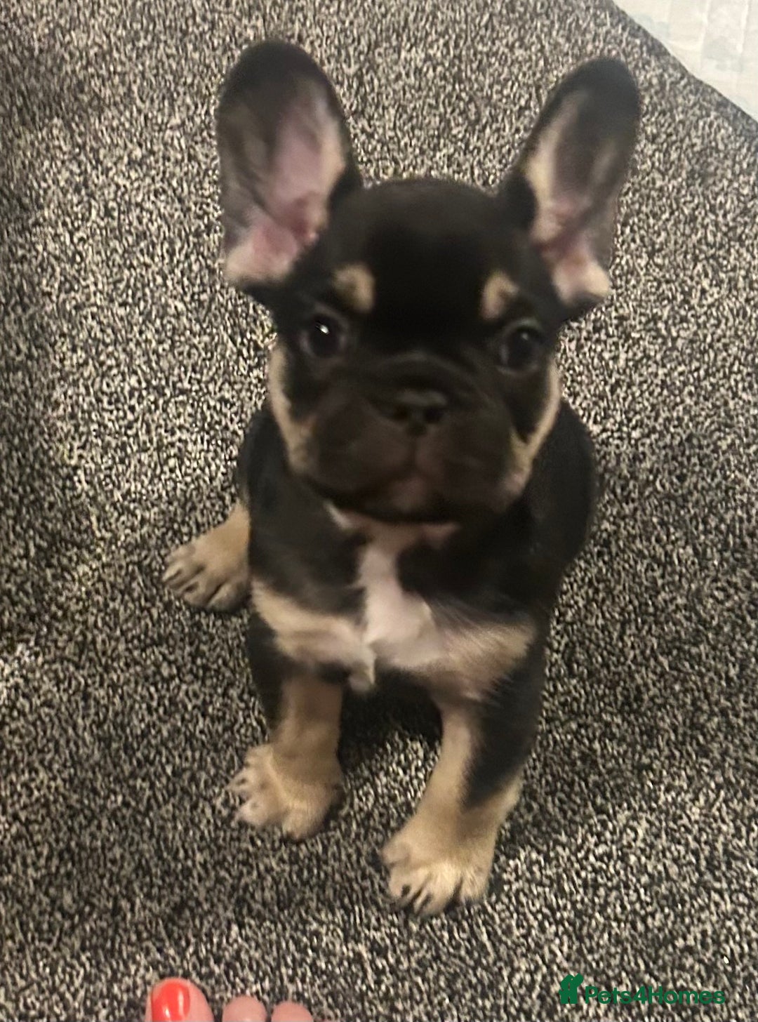 French Bulldog dogs for sale: French bulldog puppies  - Image 10