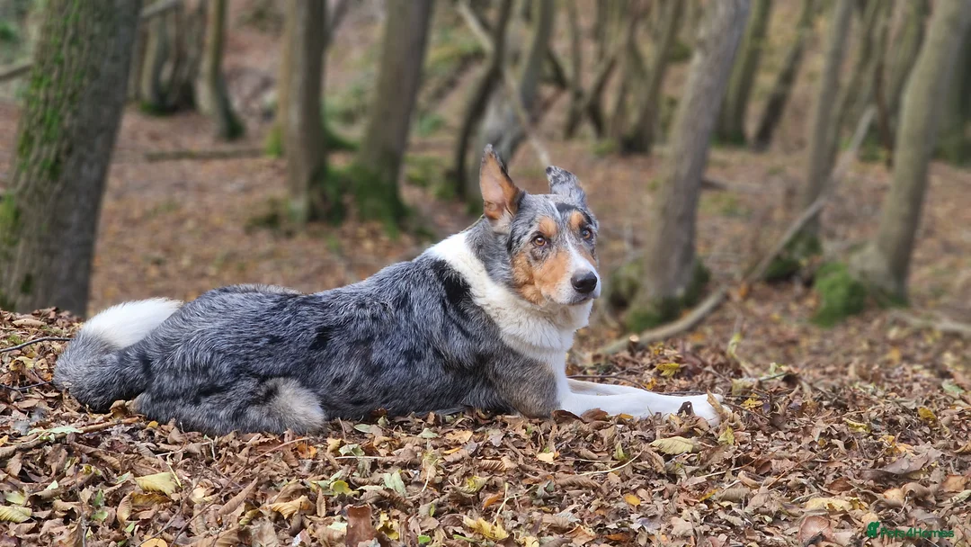 Border Collie dogs for stud: Blue Merle tricolor border collie at stud - Advert 6