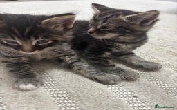 Siamese cats for sale: Beautiful Fluffy Siamese-Tabby Mix Kittens  - Image 12