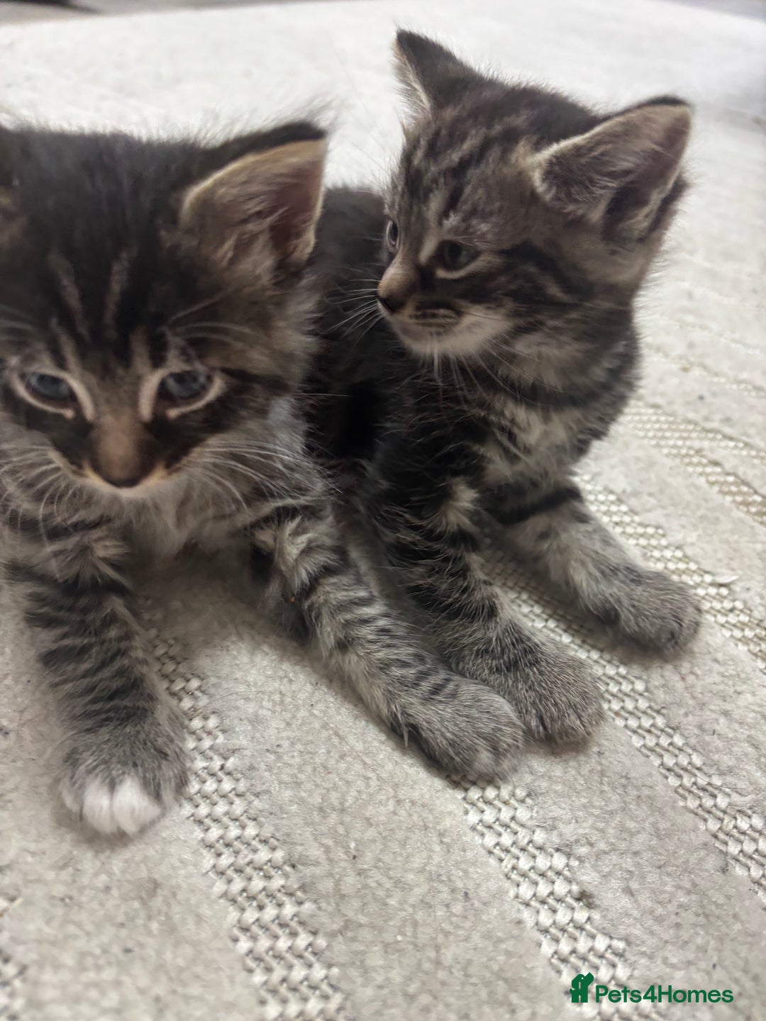 Siamese cats for sale: Beautiful Fluffy Siamese-Tabby Mix Kittens  - Image 12